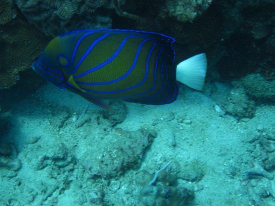 Angelfish