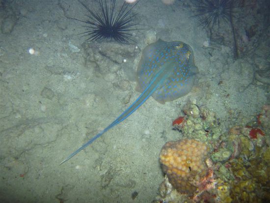 bluespotted ribbontail ray bim Nachttauchgang