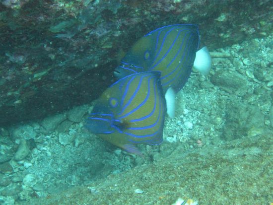 Angelfish
