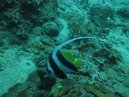 Longfin Bannerfish