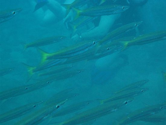 Yellow tailed barakudas