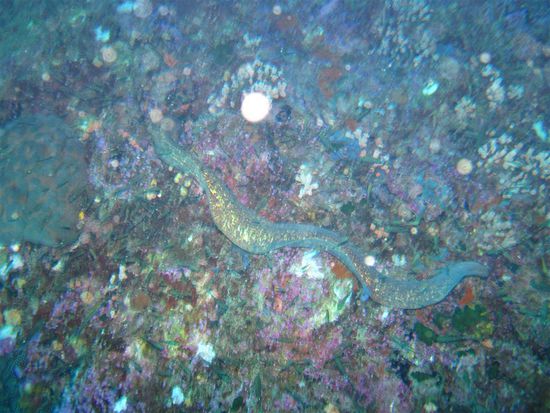 White eyed moray (mal usnahmswis nöd imne Loch versteckt, sondern am schwümme!)