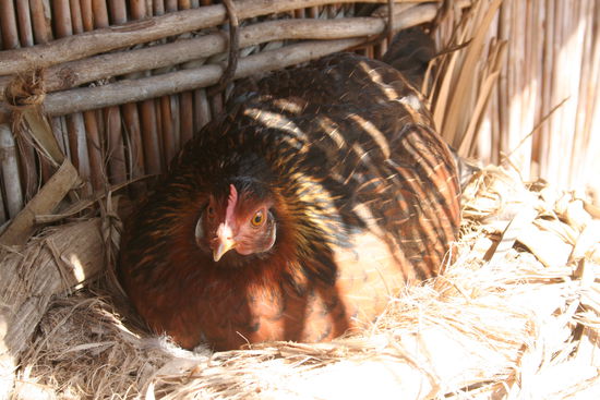 Brüten bei der Hitze