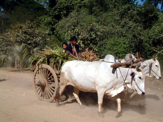 Buckelrinder bewähren sich vor allem im Schlamm und wie jetzt in der Trockenzeit auf tiefen, sandigen Wegen.
