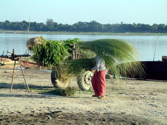 Eine Frau belädt einen Karren mit Schilfgras.