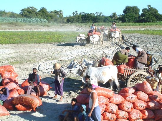 Frachtgut wird angekarrt.