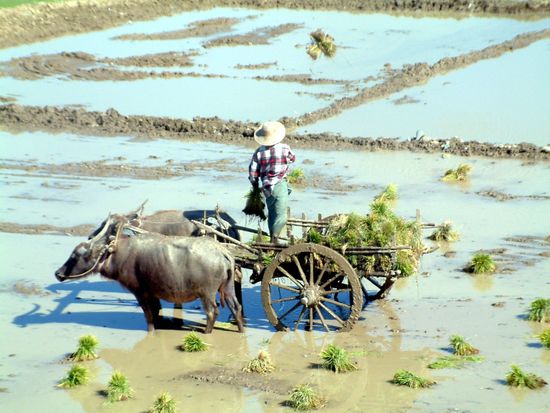 Reisbauer bei der Arbeit.