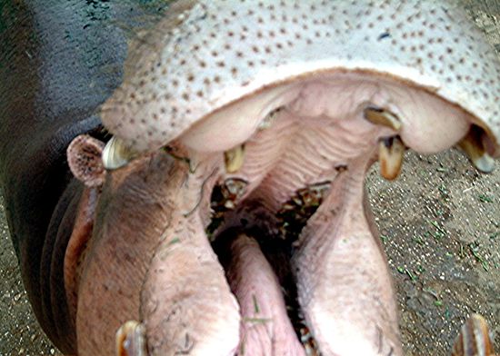 Blick in den Rachen eines Nilpferds im Zoo von Yangon.