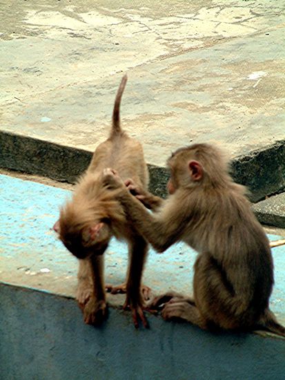 Was sich laust, liebt sich sicher ein bisschen.