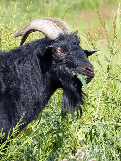 Ziegenauge, sei wachsam.