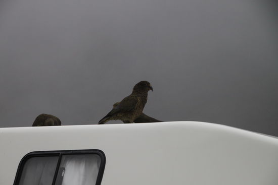 Die stürzten sich direkt auf unseren Camper und bissen sich in der Dichtung um unser Dachfenster fest. Super! Aber Hauptsache es stehen überall Schilder mit "Don´t feed the Kea´s"... 