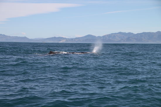 Leider sieht man hier nicht den "kompletten Wal". Man kann sich kaum vorstellen wie groß der "ganze" Kerl wohl sein muss...
