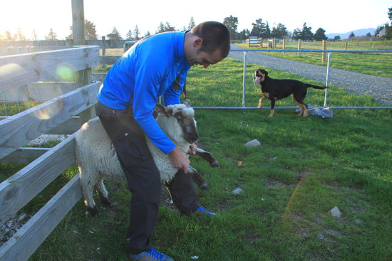 Dieses Mal versucht Meik auf einem Schaf zu reiten...ob das wohl einfacher ist 
