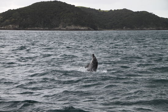 Zum vorerst letzten Mal konnten wir Delfine beim Spielen beobachten 