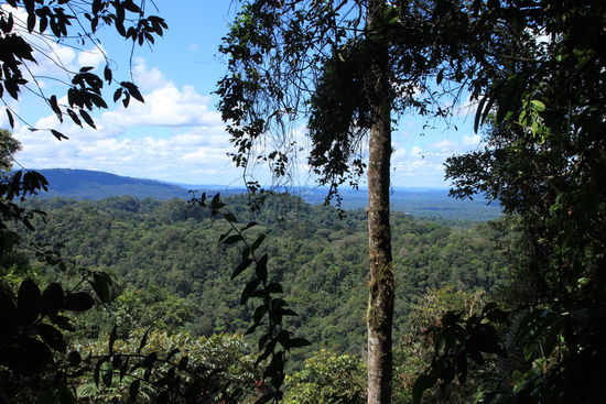 Grade noch mitten im Busch...