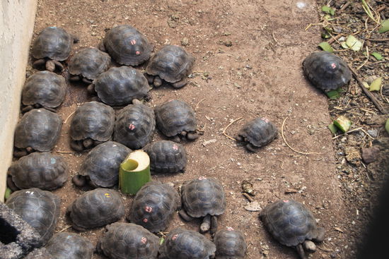 Hier sind sie noch so klein wie eine Hand...