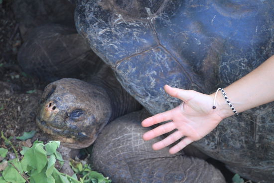 ...und so sieht das aus wenn sie ausgewachsen sind!