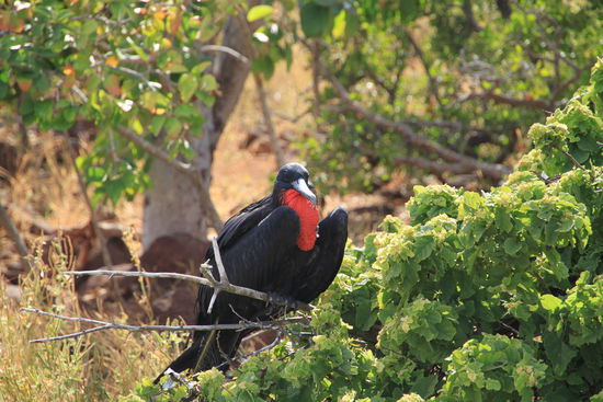 Frigate Bird im "Normalzustand"