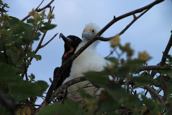Hier dann mit Nachwuchs