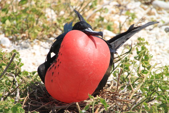 Und so angelt man sich in der Vogelwelt ein Weibchen