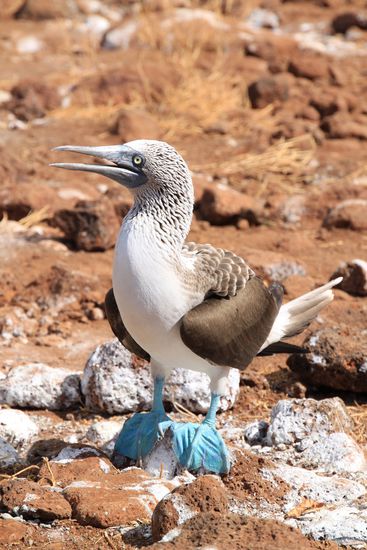 Blue footed Booby