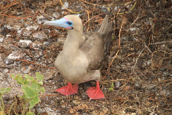Red footed Booby