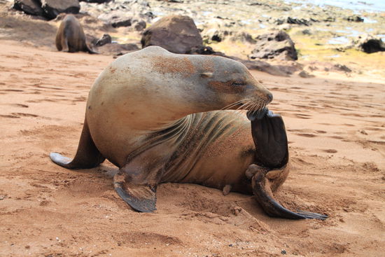 Die kennt ihr ja schon aus Australien und Neuseeland 