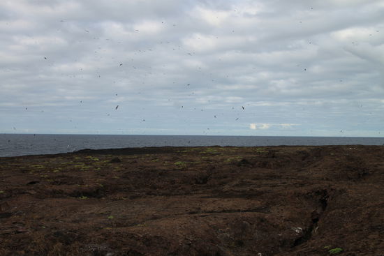 Insel Genovesa mit unzähligen Vögeln
