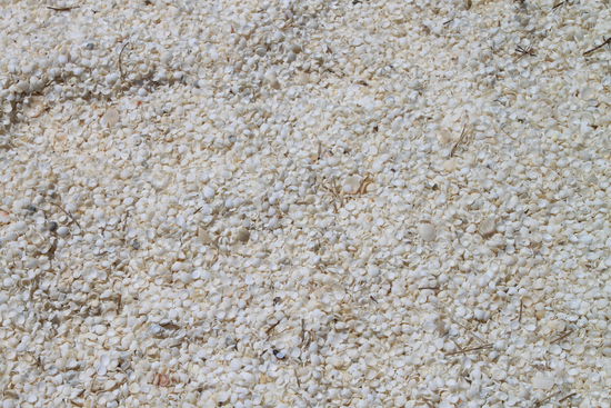 Der ganze Strand besteht aus kleinen Muscheln