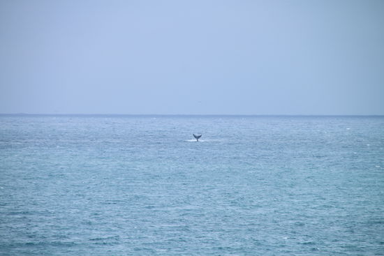 ...von dem aus wir täglich Wale beobachteten - nicht schlecht, oder?!)