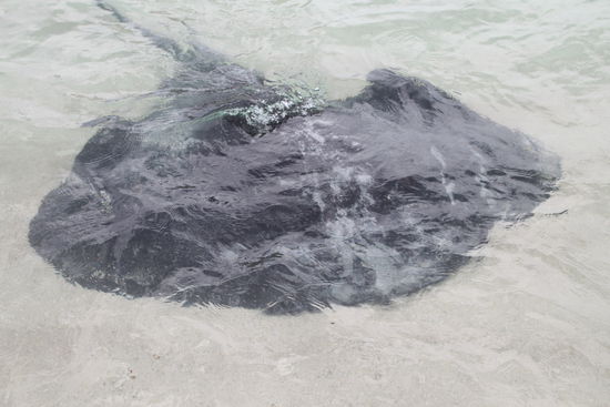 Sting Ray in der Hamelin Bay
