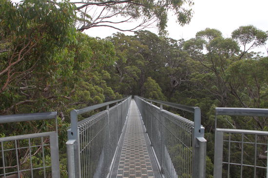 Hier kommt man einfach nicht an dem Tree Top Walk vorbei