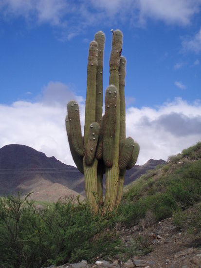 Baumkaktus bei Cachi