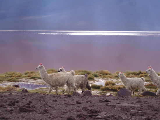 Lamas an der Laguna Colorada