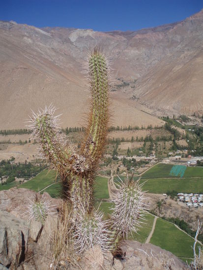 Das Valle del Elqui, im Talboden sehr gruen wegen der Bewaessrungskanaelen und oben karge und sandige Wuestenberge