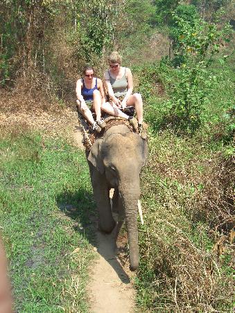 Fuehrerloser Elefant - aber die sind so toll abgerichtet die reagieren auf die einzelnen Kommandos sofort!