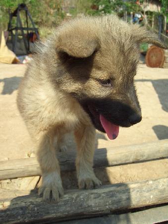 Der kleine Flohbeutel hat im Anschluss an das Foto kurz mal die Linse abgeleckt - ich weiss, nicht ob man es hier gut erkennt, aber viele Hunde haben hier ne blaue Zungenspitze?! Ein bisschen Chow-Chow???