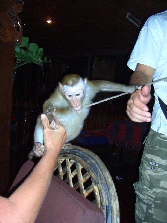 Abendunterhaltung mit Manu, dem einjaehrigen Hausaffen, an der Thai - Laos Grenze.