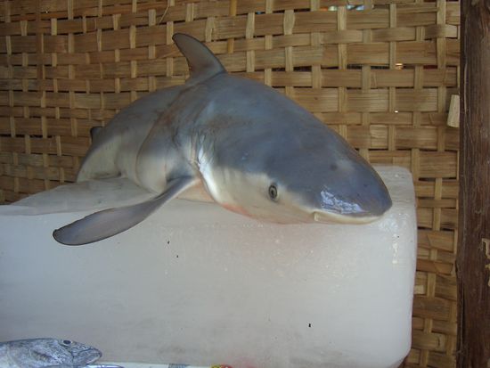 Und manchmal hatten wir auch HAI im Angebot!