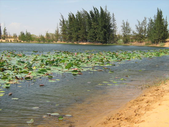 Der Lotusblütensee bei den gelben Sanddünen
