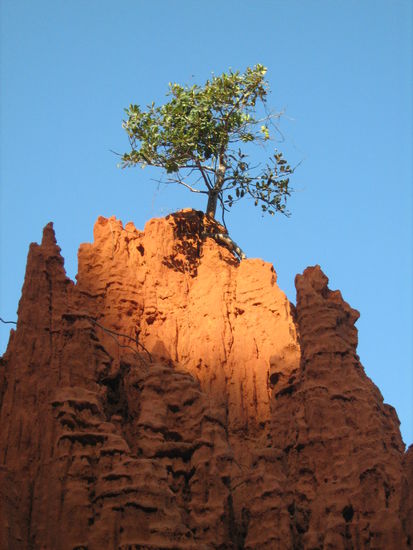 Scheinbar ist der rote Sand fruchtbar.