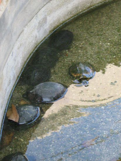 Schildkroeten die rund um die Huetten lebten. Ich habe aber nie gesehen, ob sich jemand auch um die kuemmert. Aber es scheint ihnen gut zu gehen, da sie sich anscheinend ziemlich vermehren...