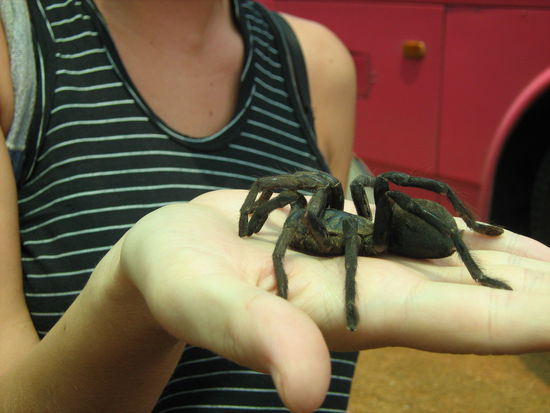 Kurzer Stopp auf der Fahrt um was zu Essen zu kaufen - hier noch lebendig...