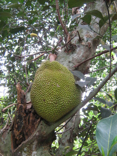 Eine Jackfruit in enormen Ausmaß - zu finden überall in Vietnam und auch Kambodscha - schmeckt gut!