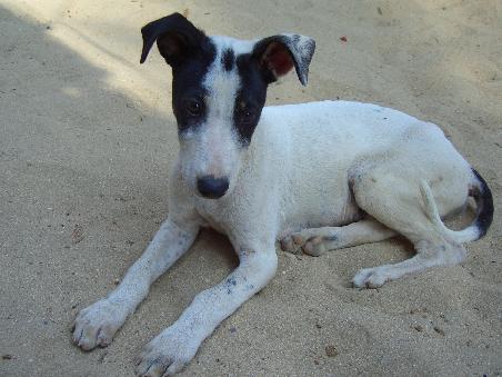 Das ist Patch - als ich in Palolem ankam war er gerade mal ne handvoll gross, nach 6 Wochen ist aus ihm ein stattlicher junger 'Mann' geworden, der mir sobald ich ihn auf den Schoss habe in den Busen beisst - wer hat ihm nur das beigebracht *g*!