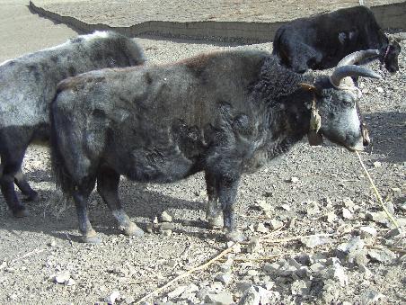 Und das ist das Yak-aehnlichste was ich finden konnte: das Ergebnis wenn sich eine Kuh in ein Yak verliebt - diesen Hoerner moechte man auch nicht zu nahe kommen!