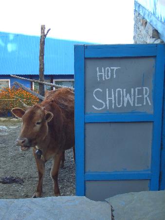 *ggg* Ja auch Kuehe fuehlen sich manchmal YAKI und brauchen eine Dusche!