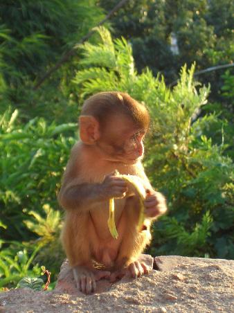 Na wer sagt es den, einen Affen habe ich doch gefunden - so cute, der Kleine ist nur 20cm gross!