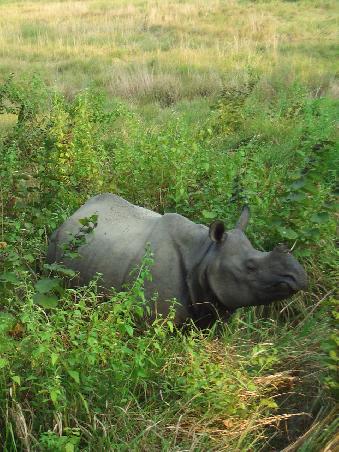 Das erste Nashorn, dass ich in freier Wildbahn erblicke - hoch oben am Elefanten fuehlt man sich aber supersicher!