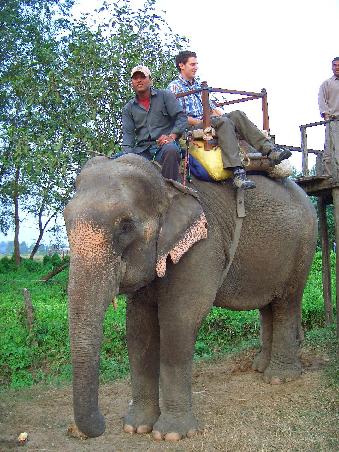 Das ist mein Elefant und der Typ der drin sitzt ist ein englischer Kuenstler der momentan lieber reist als malt - stinkreich der Typ aber aus Cambridge - baeh!